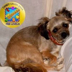 cookiekirby55 avatar