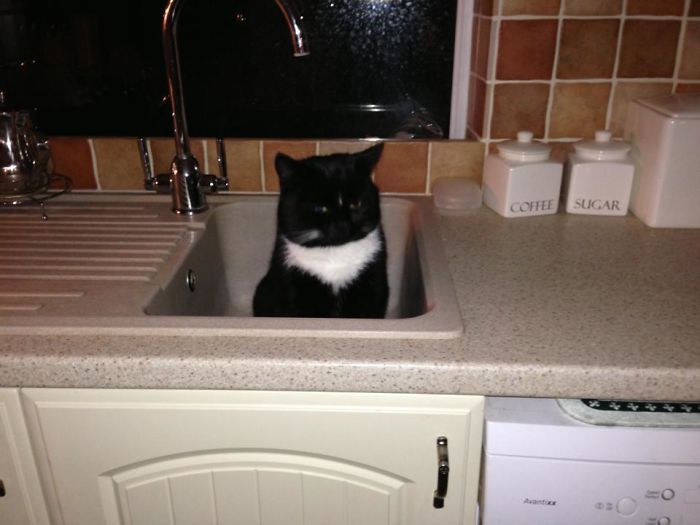 So I Walked Into The Kitchen At 5:30am And Saw This In The Sink... This Is Not My Cat..
