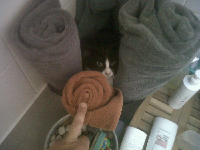 My Dad Just Sent Me This Picture From Our Bathroom. We Don't Have A Cat