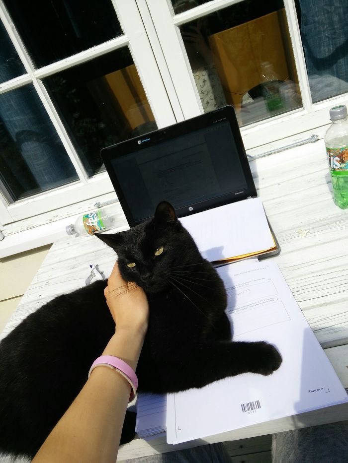 Guys, He's Back. I Tried Petting, He Doesn't Seem Satisfied. Still Studying, Still Not My Cat