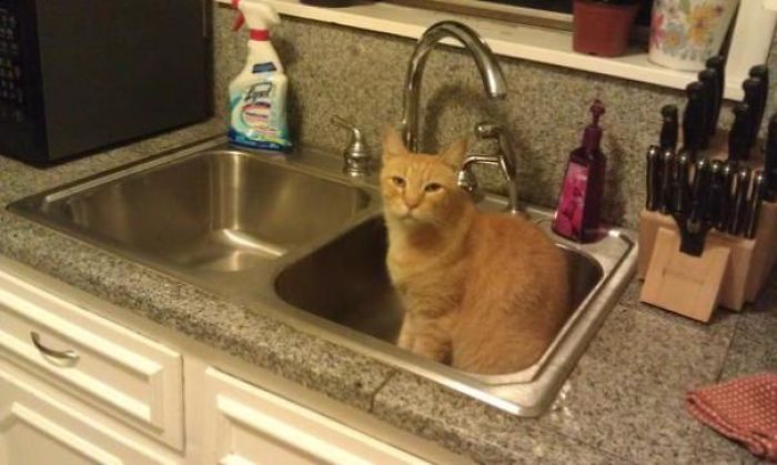 Found This Guy In The Sink, I Don't Have A Cat