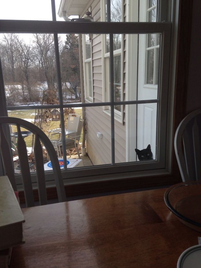 Today I Was Eating Breakfast And I Felt Like Someone Was Watching Me. I Don't Own A Cat...