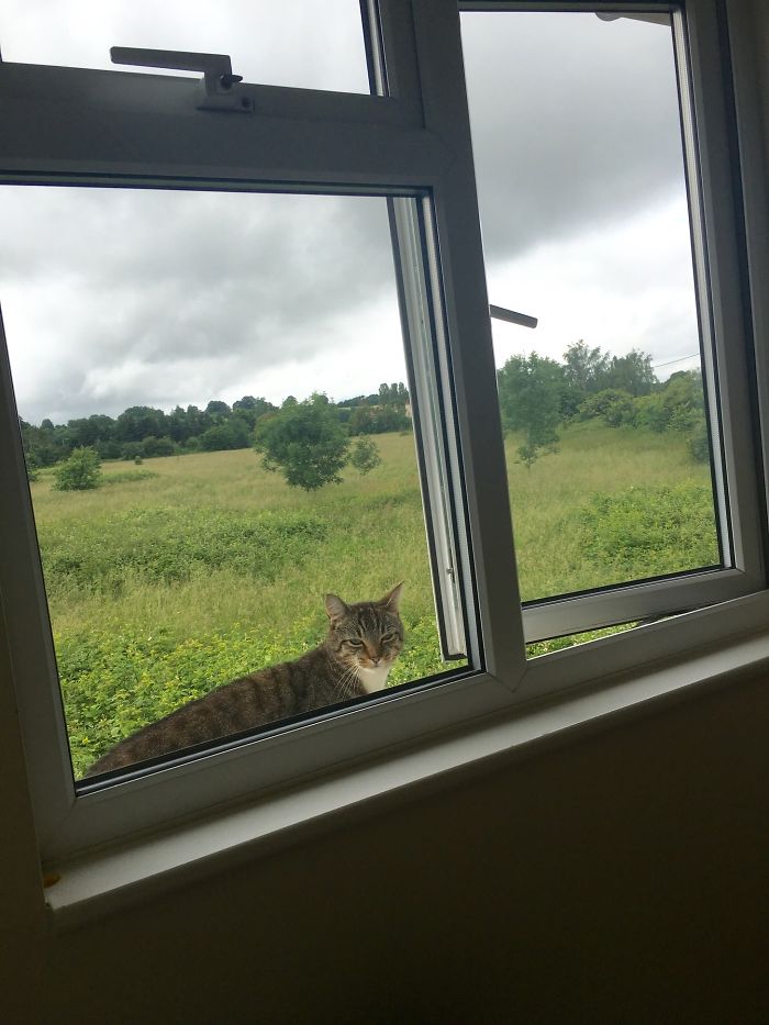 Second Story Bedroom. Little Guy Just Appears This Morning At My Window Looking A Little Bit Homicidal. I Don't Own A Cat