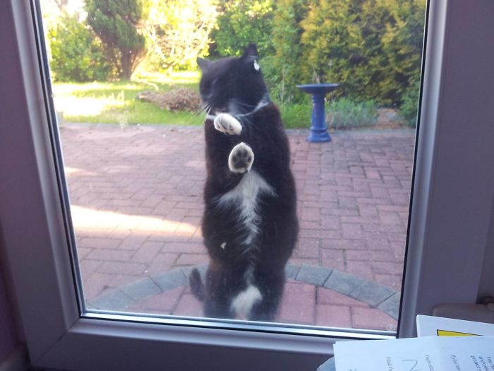 Cat Wants To Come In. I Still Don't Own A Cat!