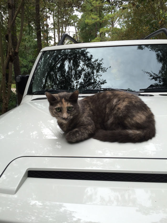 I Don't Own A Cat, This Is My Car