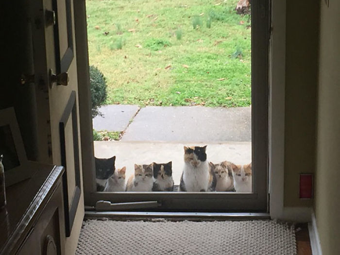 My Parents Started Feeding A Stray Kitten A Couple Weeks Ago. This Was Their Front Porch Today
