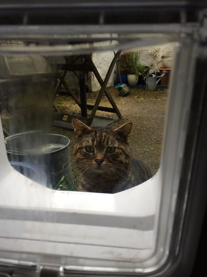 Yesterday, We Got A Microchip Cat Flap To Keep Out An Unwelcome Guest. When He Attempted To Get In This Morning His Face Broke My Heart