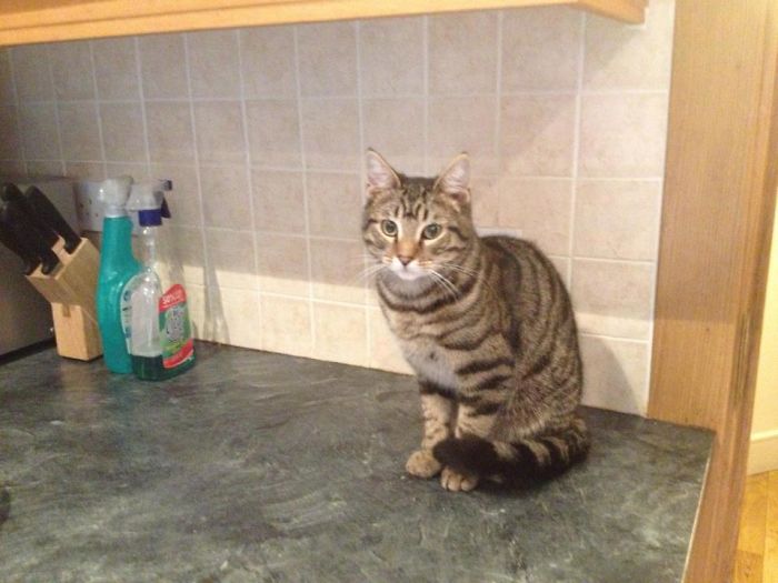 Just Going To My Kitchen And Saw Him. I Don't Have A Cat