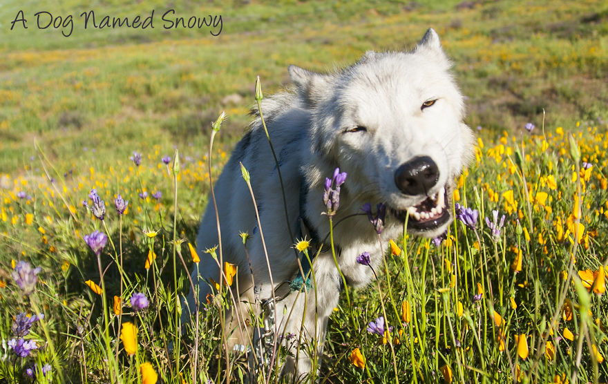 A Dog Named Snowy I Spent Months Photographing Flower Hikes With My Dog