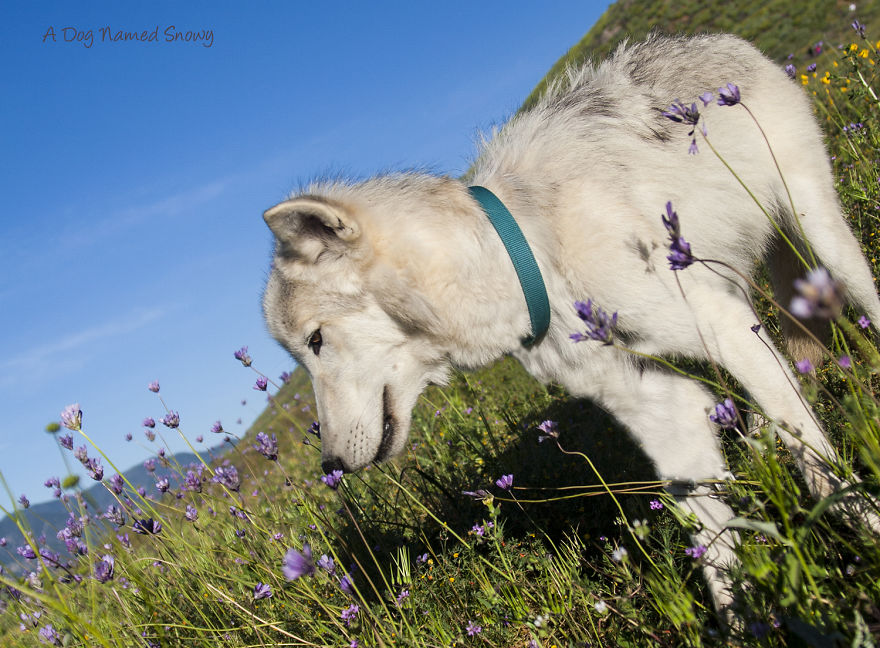 A Dog Named Snowy I Spent Months Photographing Flower Hikes With My Dog