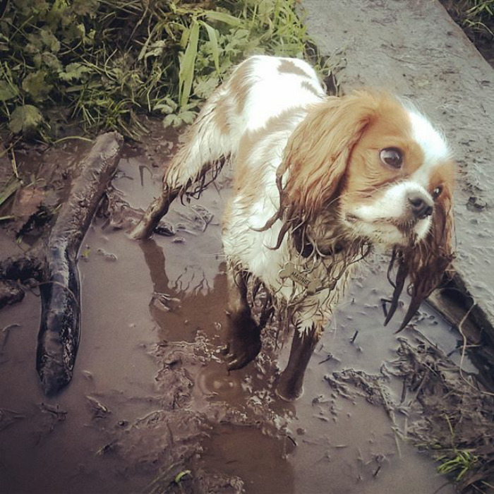 Happy As A Dog In Mud