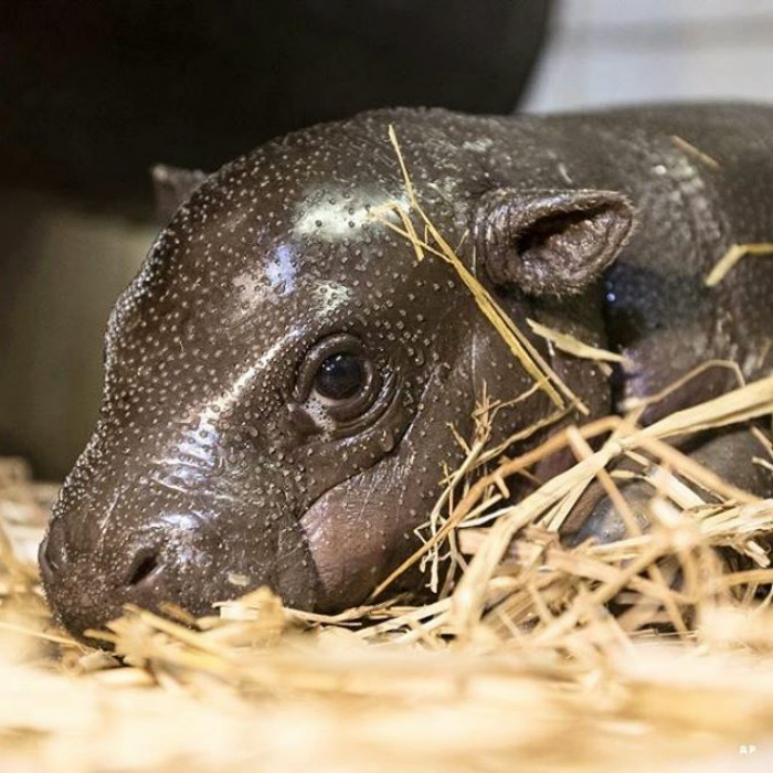 A Two-week-old Pygmy Hippopotamus (choeropsis Liberiensis) Rests In The Hippopotamus  enclosure In Nyiregyhaza Animal Park In Nyiregyhaza, 227 Kms East Of Budapest, Hungary. |📷: Ap
.
.