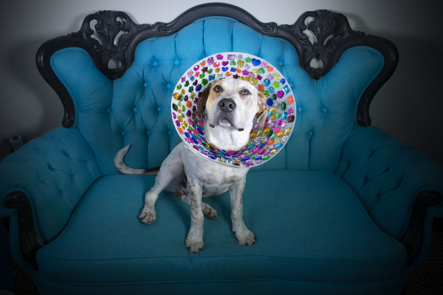 "Cones Of Fame": A Rescue Dog Photography Project