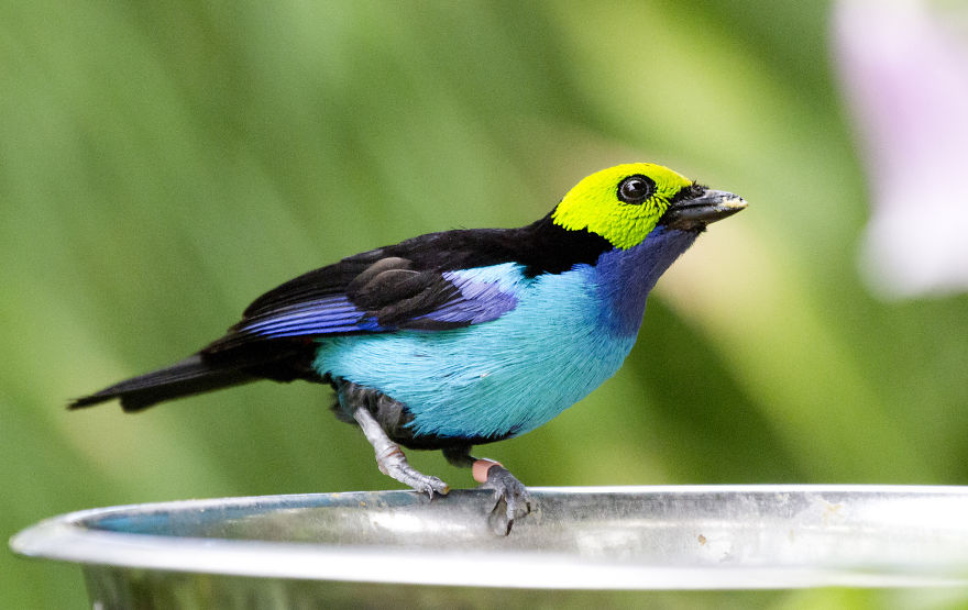 Colorful Birds Of The World