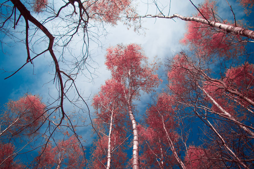 Infrared May Tree Celebration Infrared May Tree Celebration