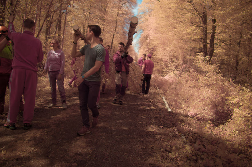 Infrared May Tree Celebration Infrared May Tree Celebration