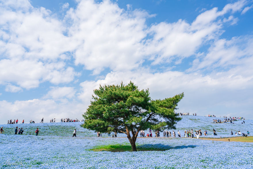 My Pictures Of 4.5 Millions Nemophila Harmony In Hitachi Seaside Park In Japan