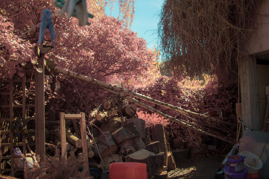 Infrared May Tree Celebration Infrared May Tree Celebration
