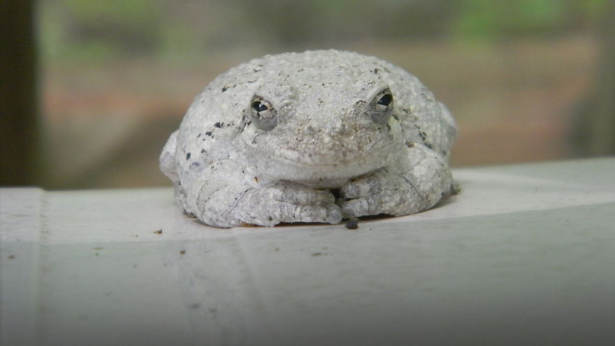 Found This Cool Visitor On My Deck.
