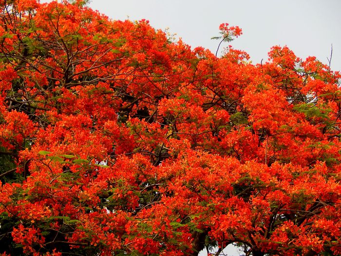 I Thought Of Getting Friendly With The Most Colourful Tree Blossom In India – Gulmohar