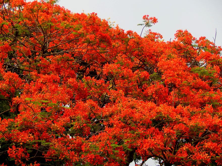 I Thought Of Getting Friendly With The Most Colourful Tree Blossom In India - Gulmohar