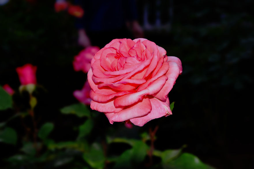 Japanese Roses