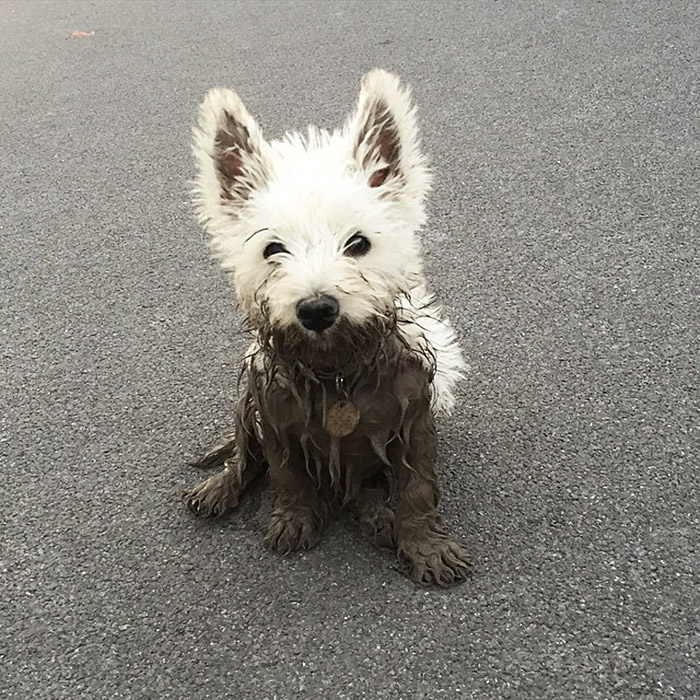 The White Dog Finds The Deepest Muddiest Puddle She Can Find And Walks Straight In!