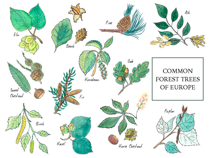 A Mini Guide About European Forest Trees