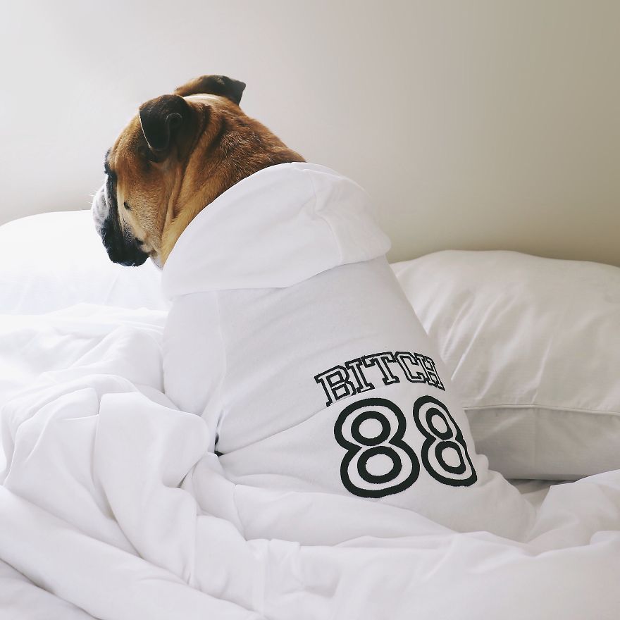 Fours Dresses Your Pets Like Snoop Dogg