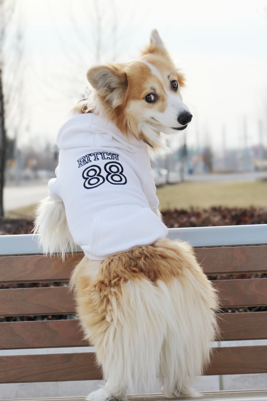 Fours Dresses Your Pets Like Snoop Dogg