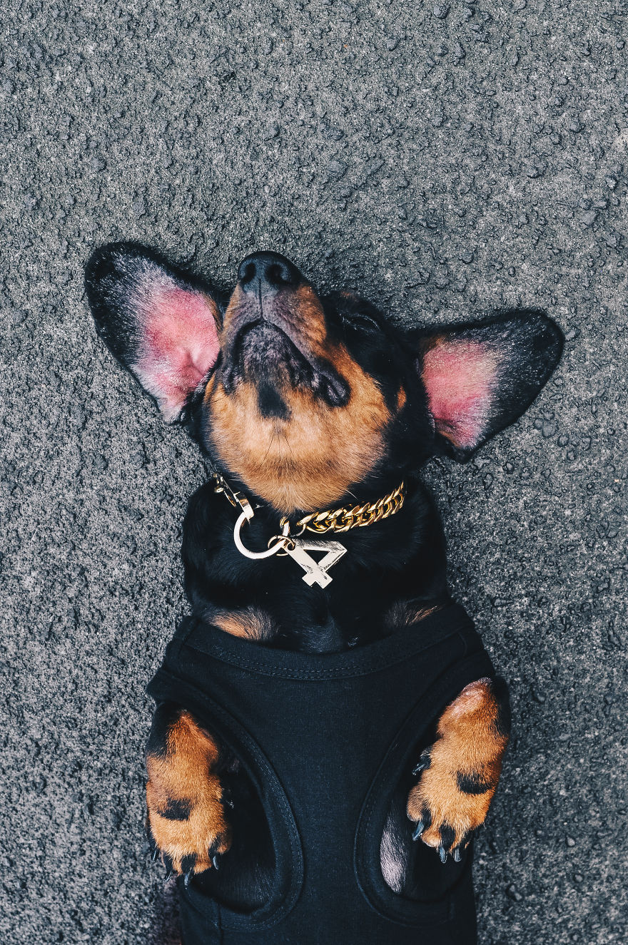 Fours Dresses Your Pets Like Snoop Dogg