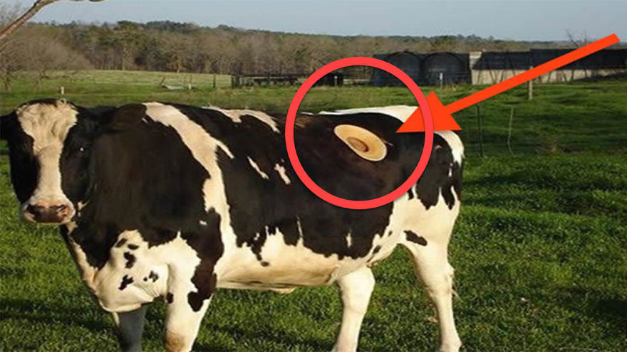 Farmers Are Making These Giant Holes In Their Cows The Reason Weird Yet Helpful