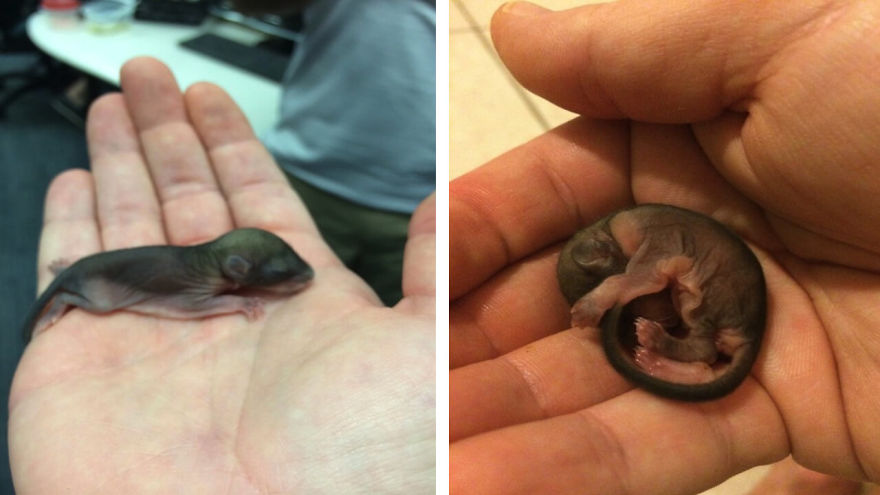 He Found A Baby Bizarre Creature Dying In The Sun. What He Did Next Defied All Odds! He Found A Baby Bizarre Creature Dying In The Sun. What He Did Next Defied All Odds!