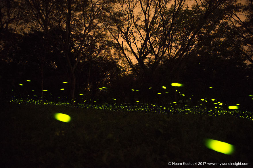 Dance Of The Fireflies - Long Exposure Photography Of The Biggest Swarm Of Fireflies I've Ever Seen