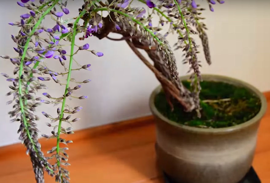 I Timelapsed My Wisteria Bonsai And The Result Is A Huge Surpise Of Liveliness I Timelapsed My Wisteria Bonsai And The Result Is A Huge Surpise Of Liveliness