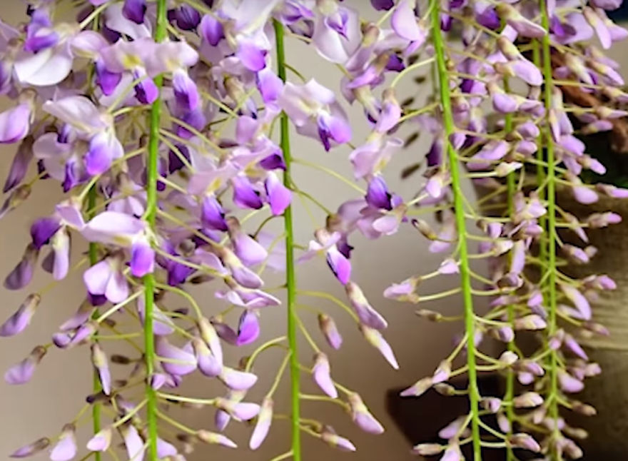 I Timelapsed My Wisteria Bonsai And The Result Is A Huge Surpise Of Liveliness I Timelapsed My Wisteria Bonsai And The Result Is A Huge Surpise Of Liveliness