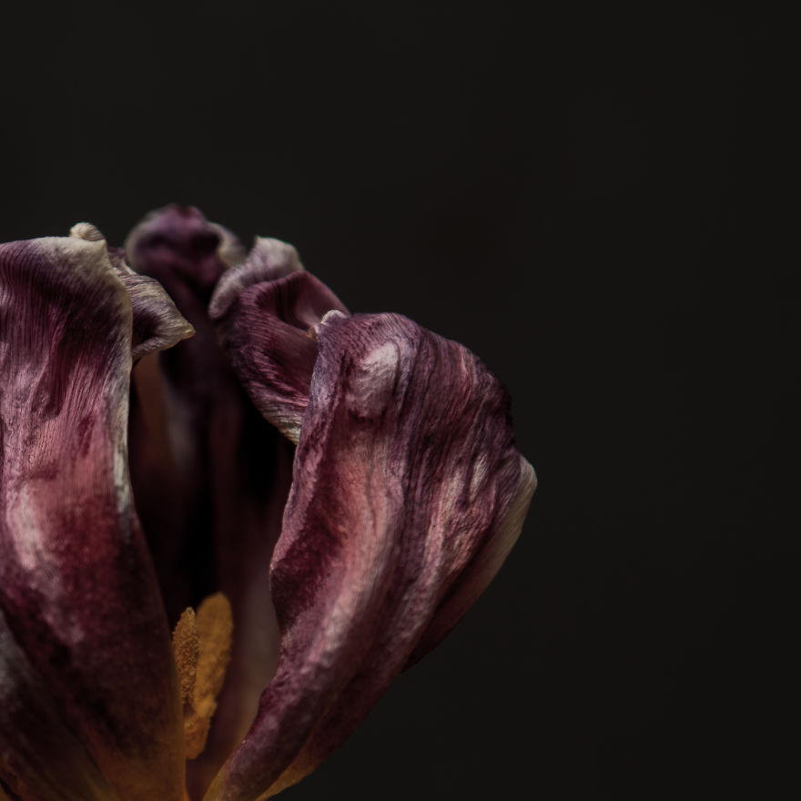 I Take Photographs Of Flowers As They Are Dying