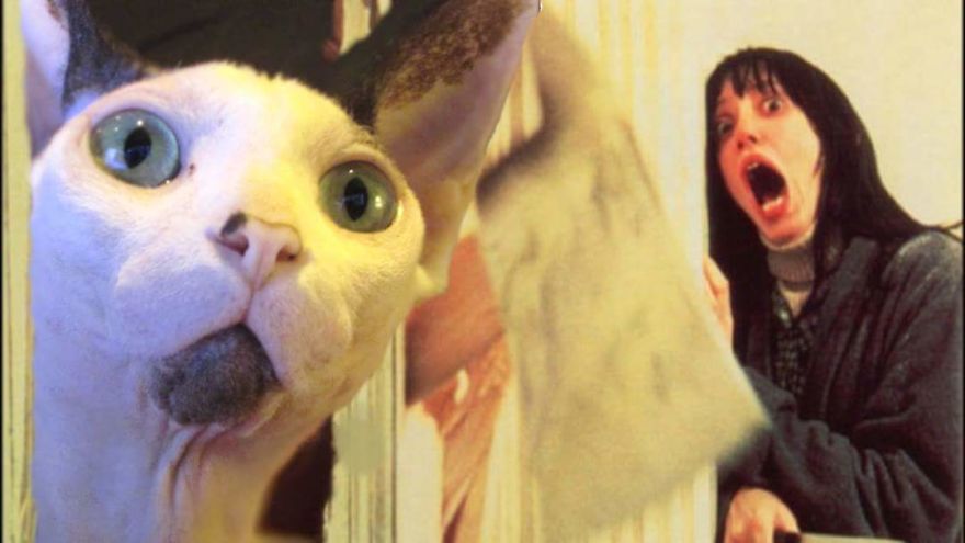 I Use Photoshop To Make My Sphynx Cat The Star Of Pop Culture Moments