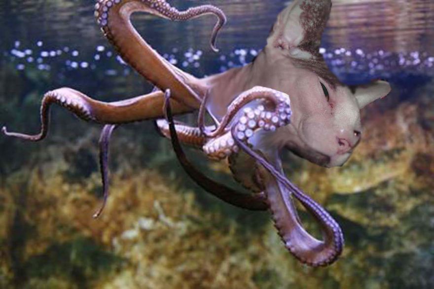 I Use Photoshop To Make My Sphynx Cat The Star Of Pop Culture Moments