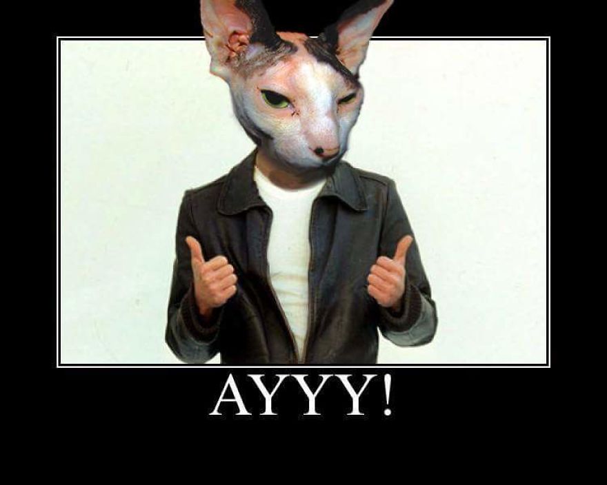 I Use Photoshop To Make My Sphynx Cat The Star Of Pop Culture Moments