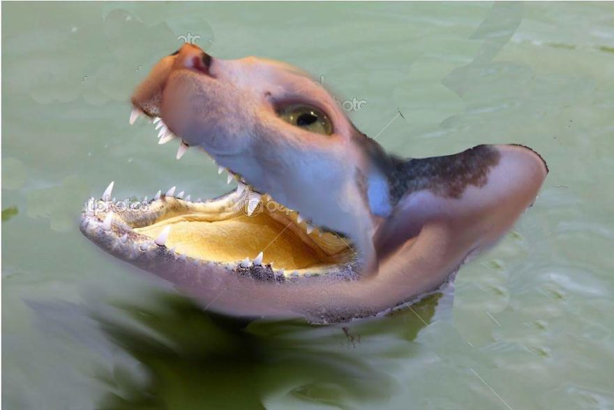 I Use Photoshop To Make My Sphynx Cat The Star Of Pop Culture Moments