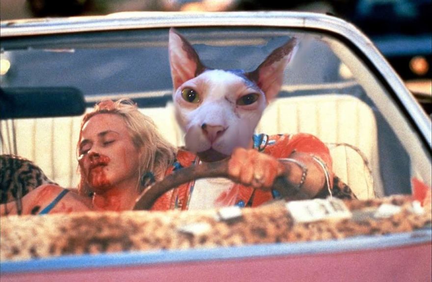 I Use Photoshop To Make My Sphynx Cat The Star Of Pop Culture Moments