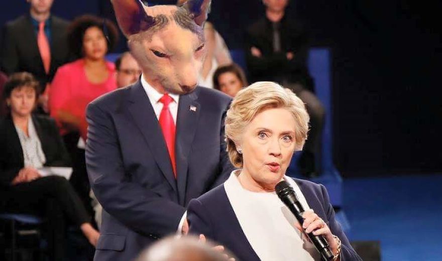 I Use Photoshop To Make My Sphynx Cat The Star Of Pop Culture Moments