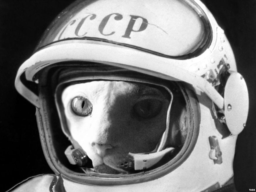 I Use Photoshop To Make My Sphynx Cat The Star Of Pop Culture Moments