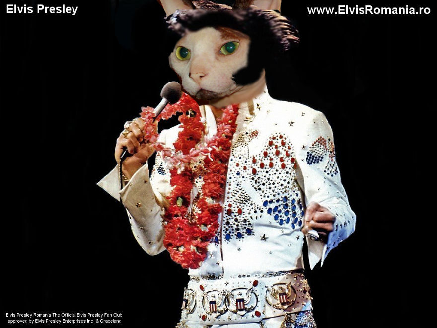 I Use Photoshop To Make My Sphynx Cat The Star Of Pop Culture Moments