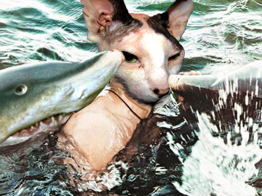 I Use Photoshop To Make My Sphynx Cat The Star Of Pop Culture Moments