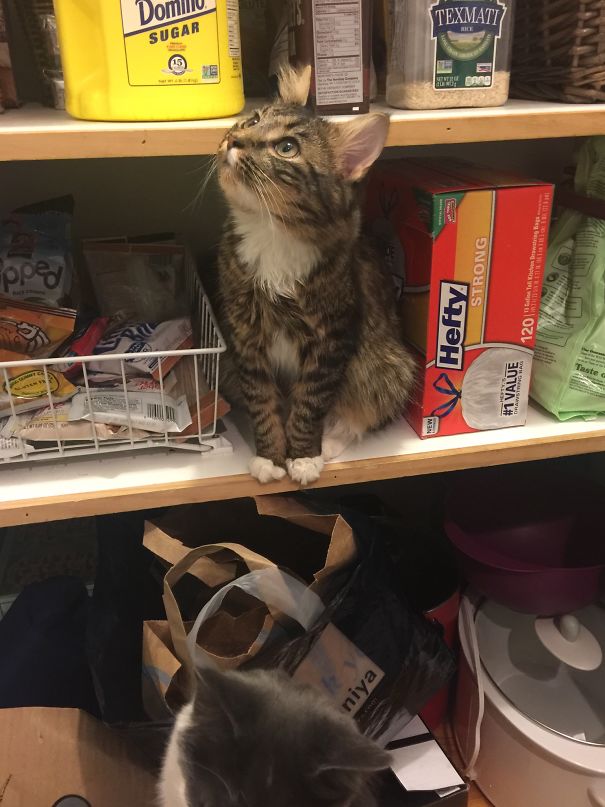 When Mama Isn't Home, I Break Into The Pantry And Take A Single Bite Out Of Whatever Looks Good.