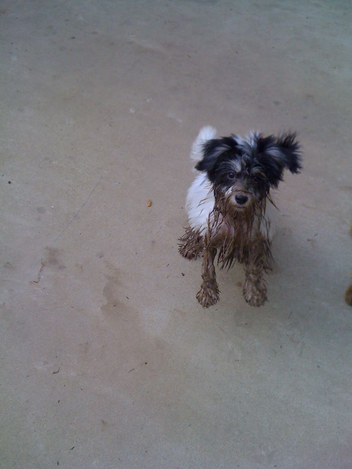 Puppy's Love Mud