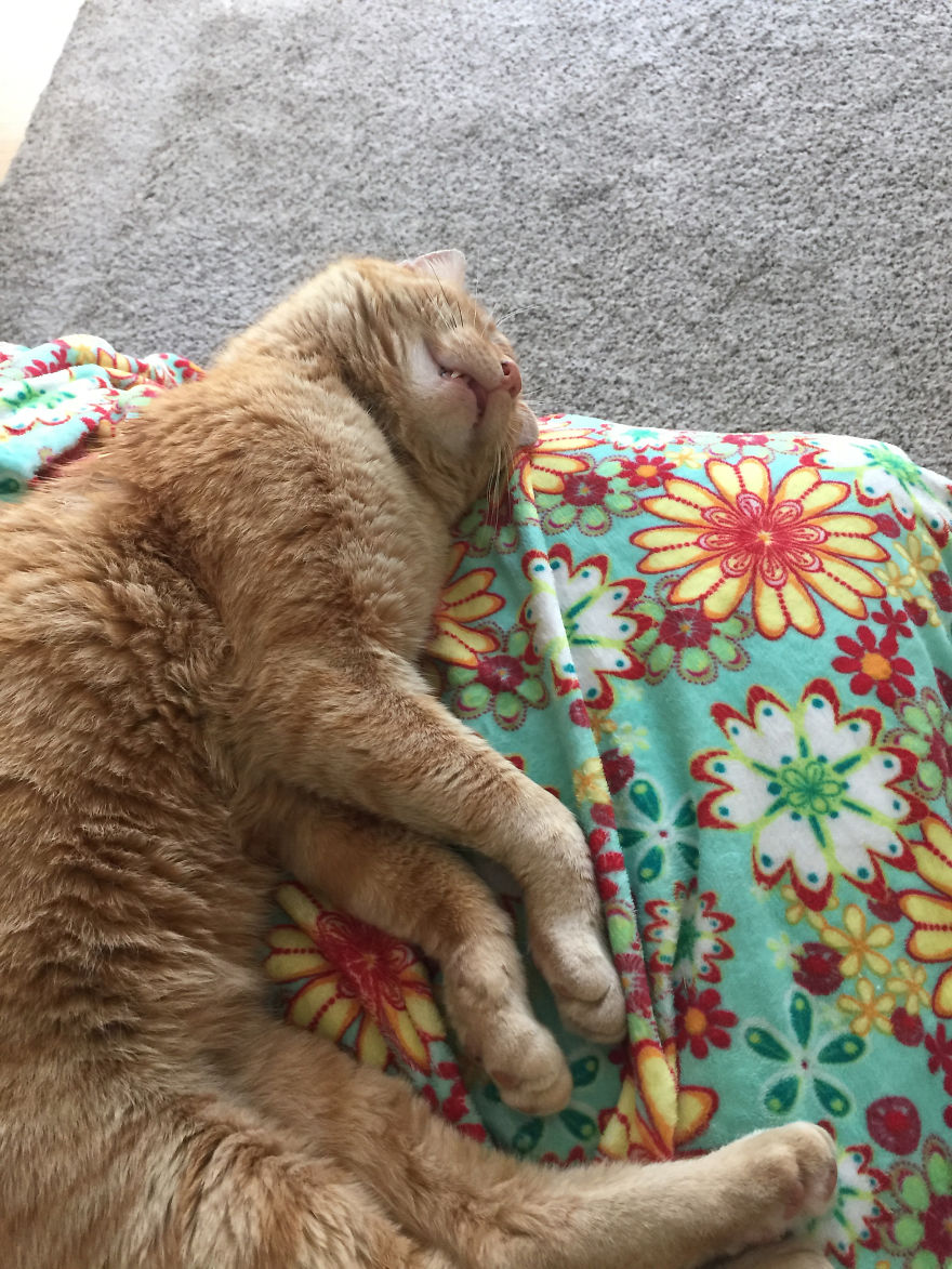 We Adopted A Stray Cat And He Can't Stop Showing His Gratitude