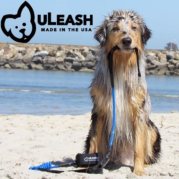 We Turned A Surf Leash Into A Dog Leash! We Turned A Surf Leash Into A Dog Leash!